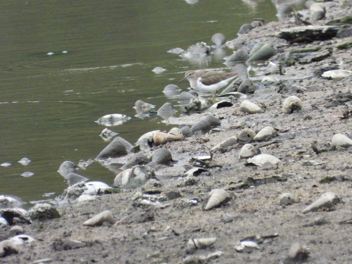 Common Sandpiper - ML644199102
