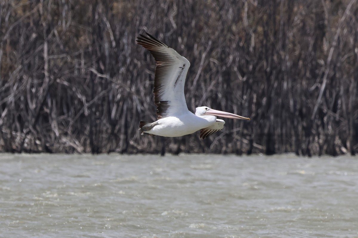 Australian Pelican - ML644199120