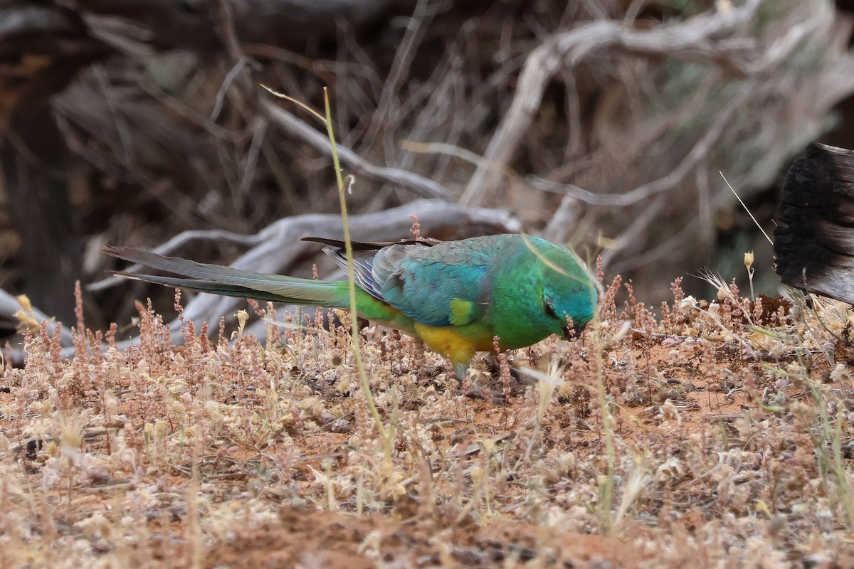 Red-rumped Parrot - ML644199124