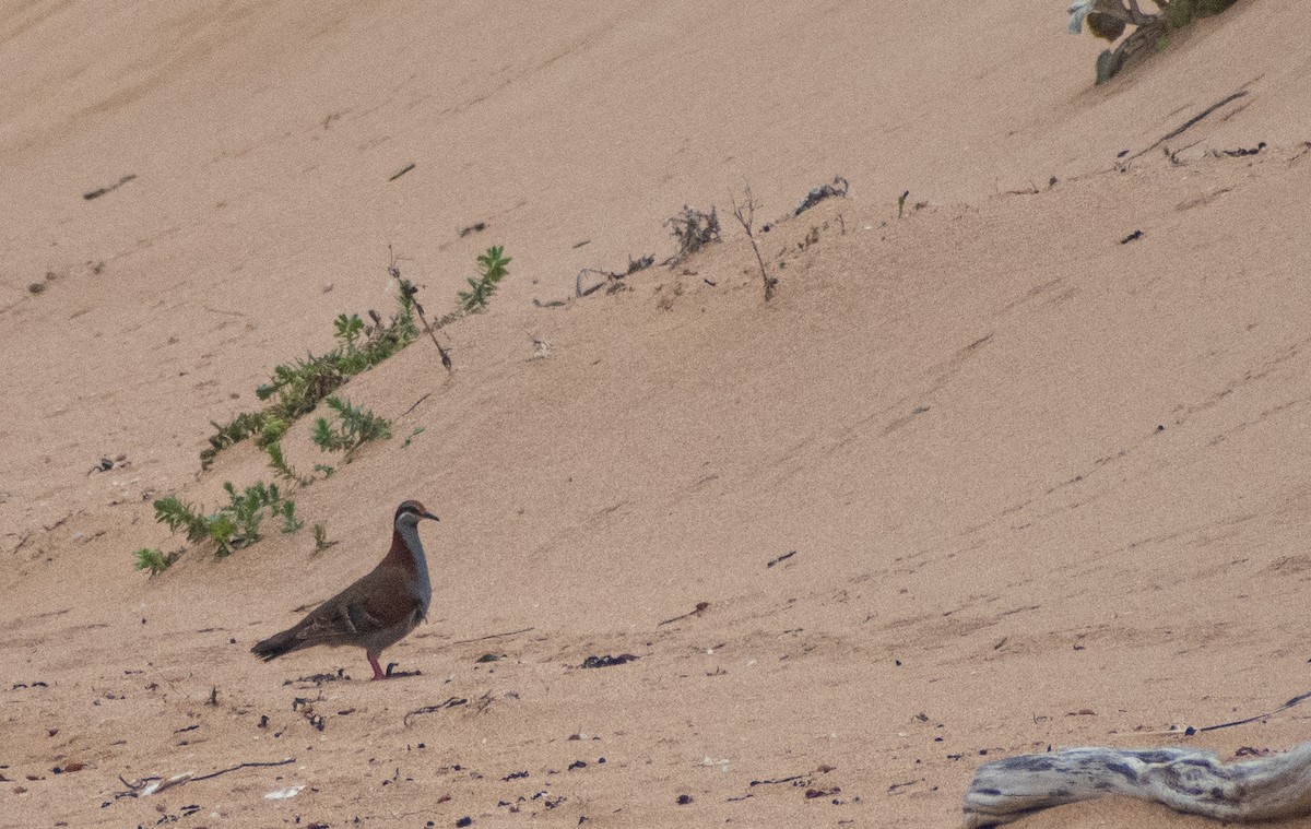 holub pestrokřídlý - ML644199136