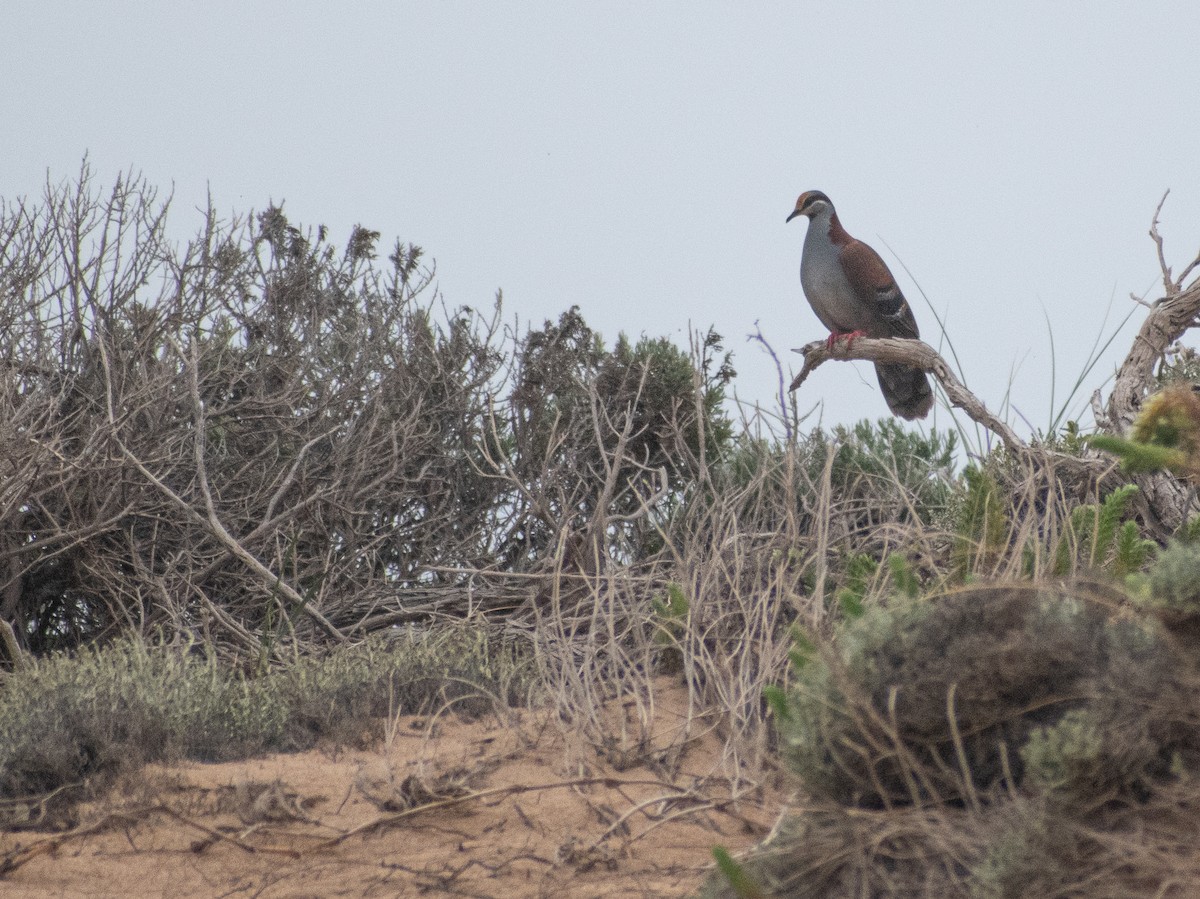 holub pestrokřídlý - ML644199137