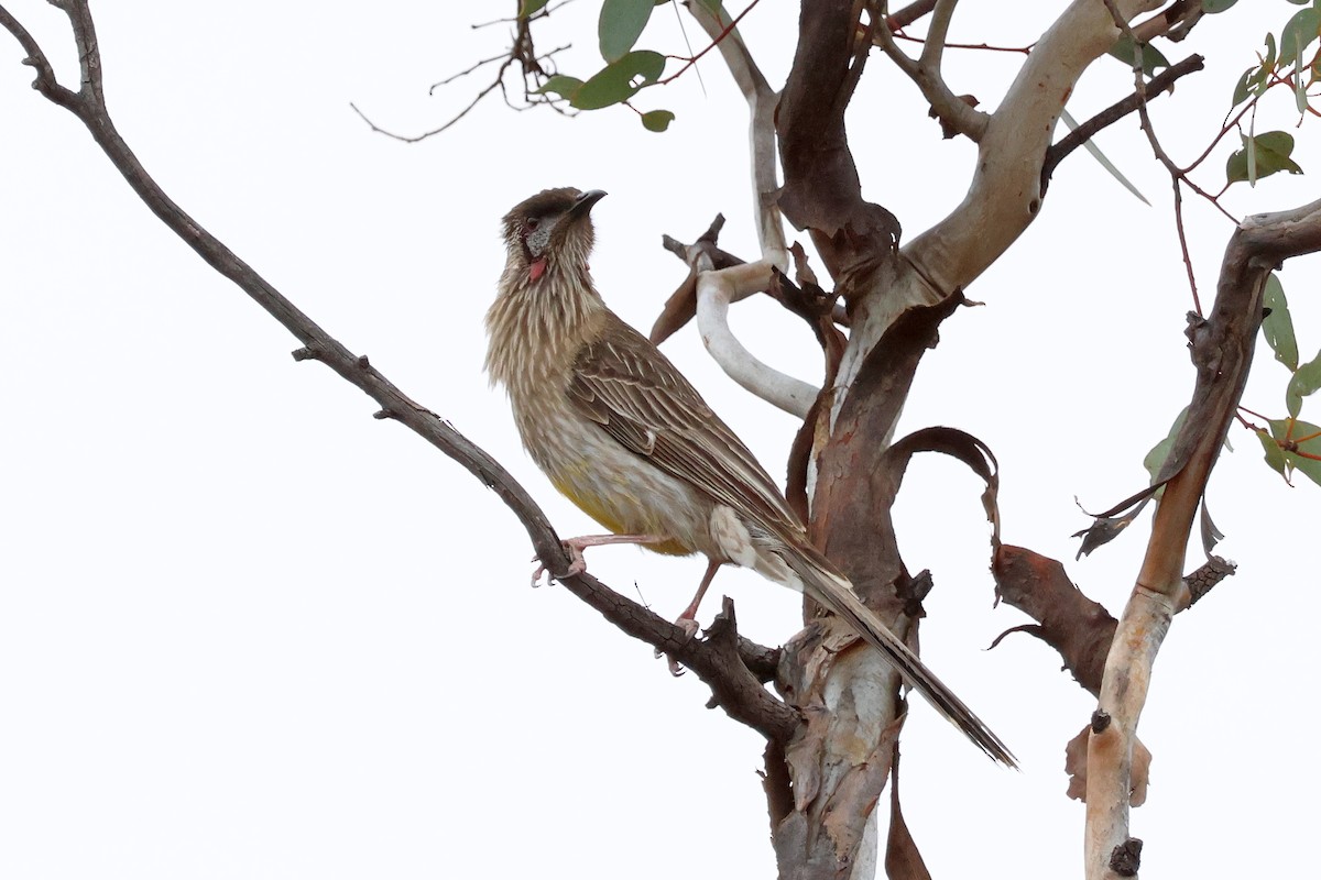 Red Wattlebird - ML644199138