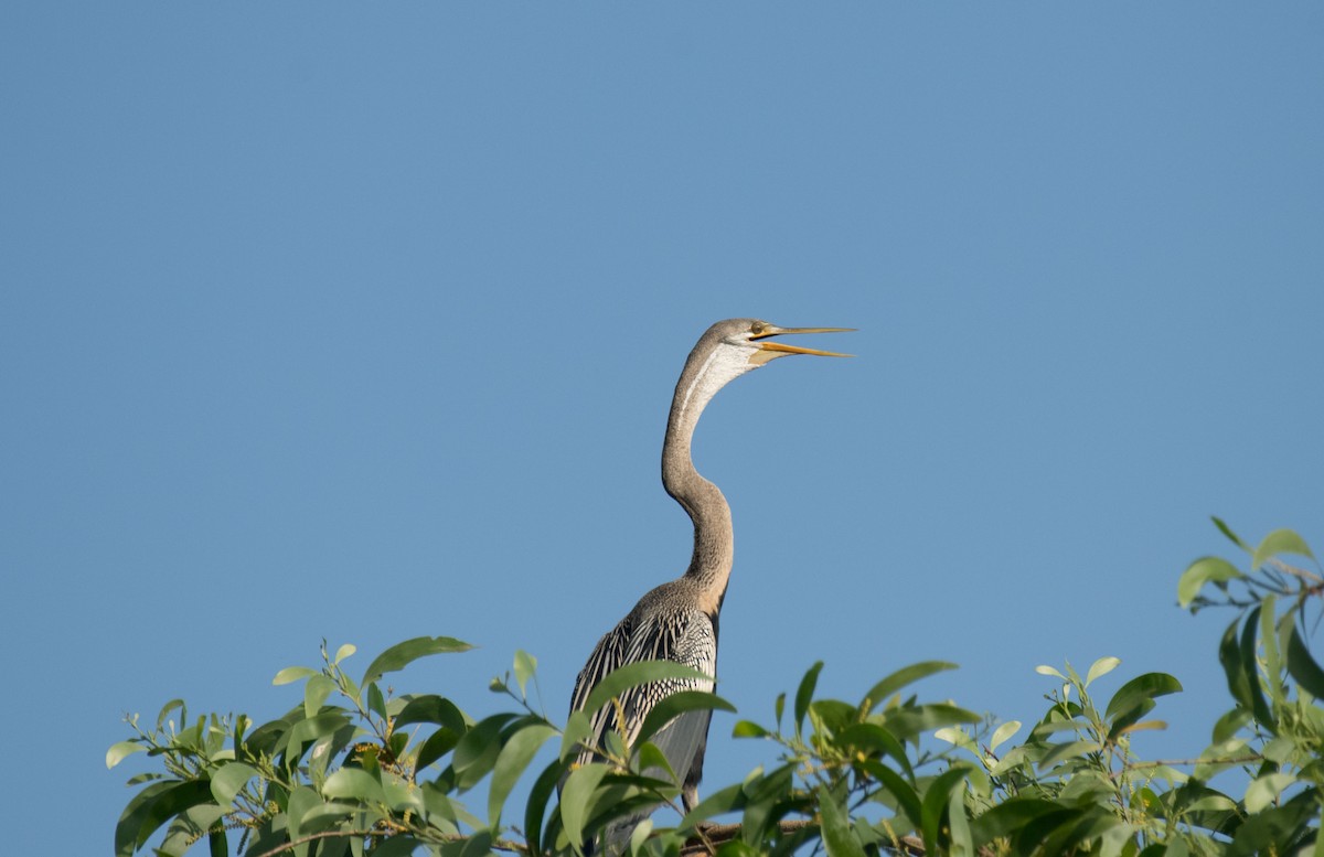 Anhinga roux - ML644199147