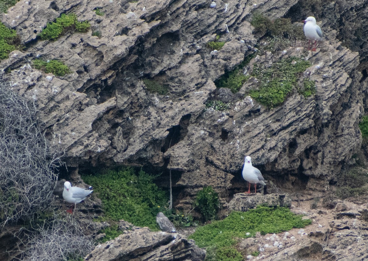 Mouette argentée - ML644199156