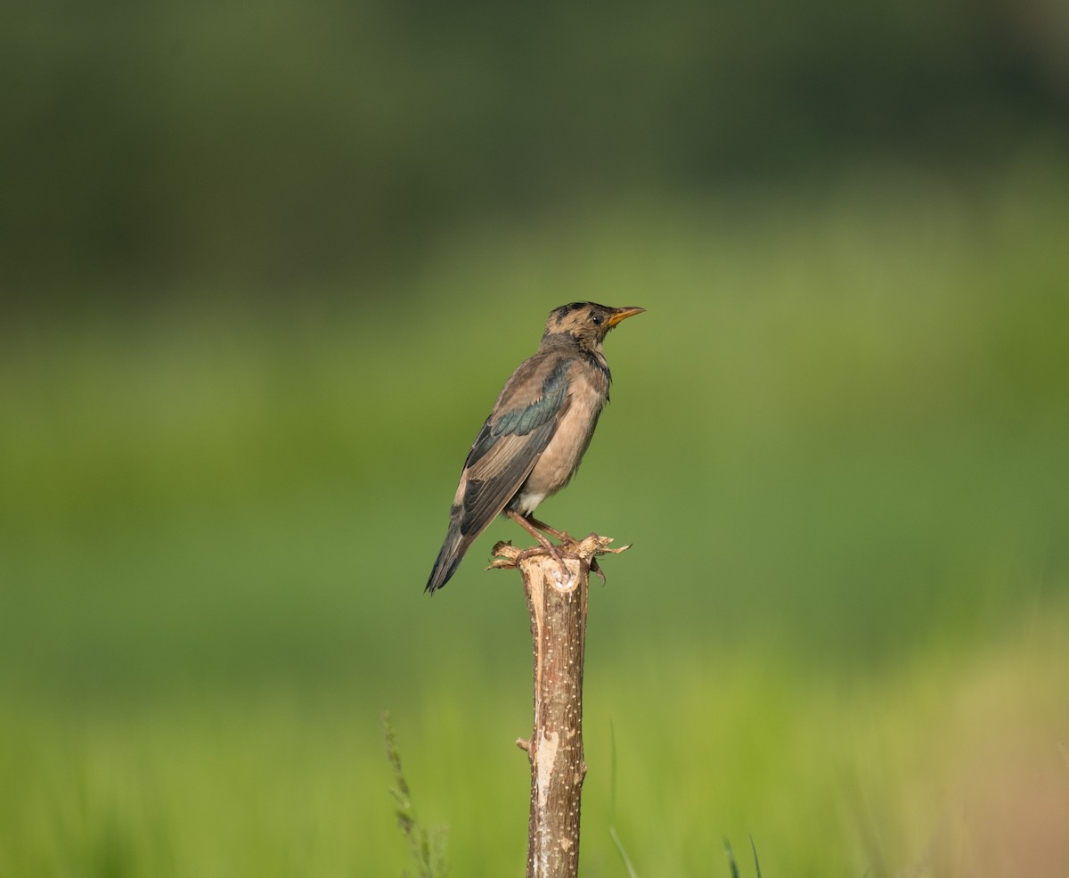 Rosy Starling - ML644199159