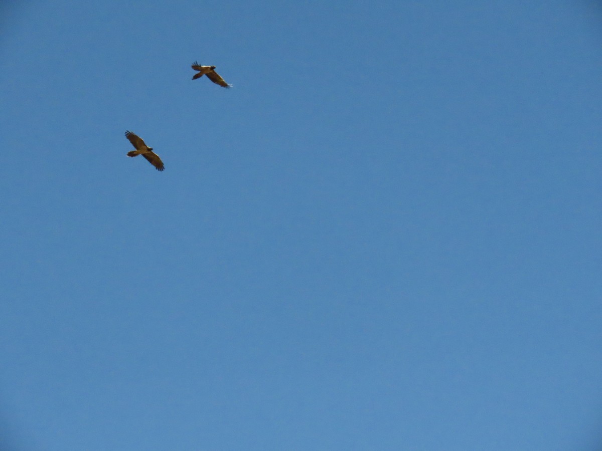 Sakallı Akbaba - ML644199160