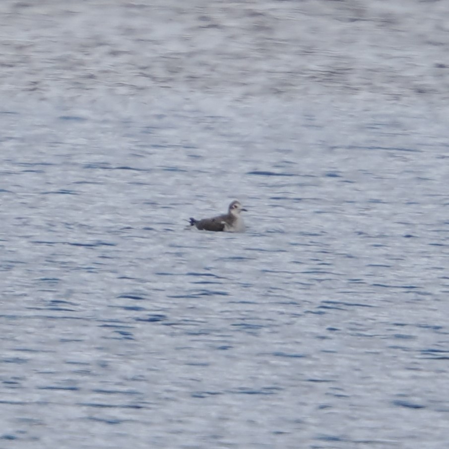 叉尾鷗 - ML644199172