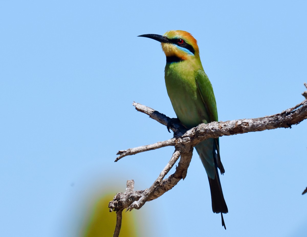 彩虹蜂虎 - ML644199175