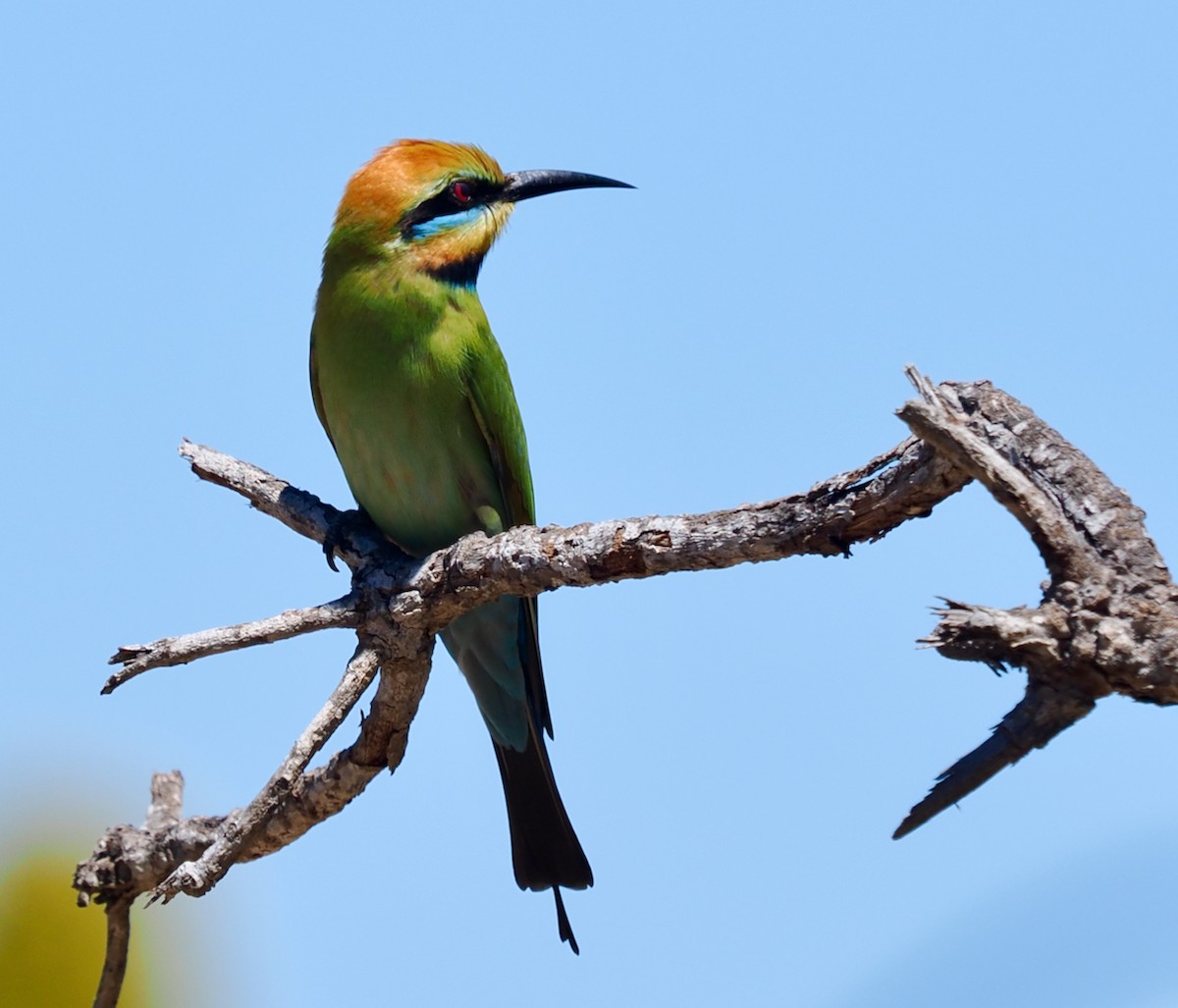 彩虹蜂虎 - ML644199176