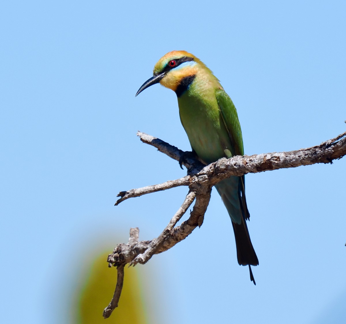 彩虹蜂虎 - ML644199177