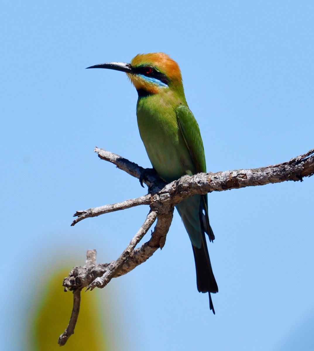 彩虹蜂虎 - ML644199178