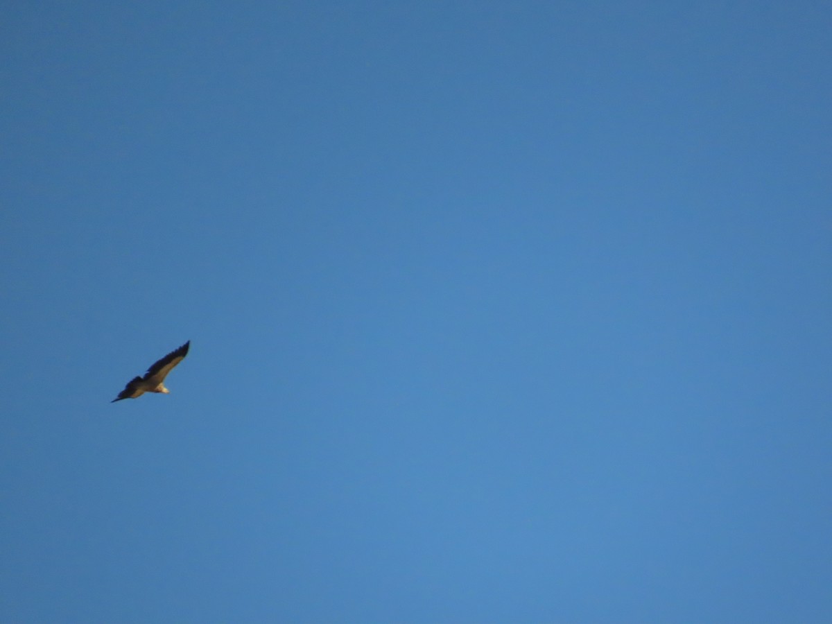 エジプトハゲワシ - ML644199179