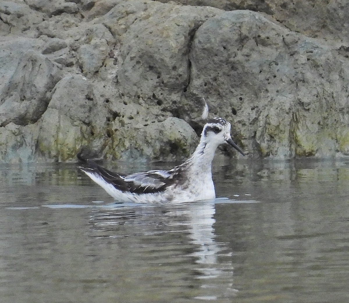 Нарийн сэлээхэй - ML644199186