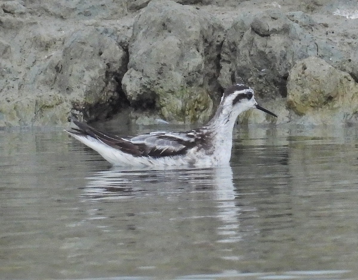 Нарийн сэлээхэй - ML644199187