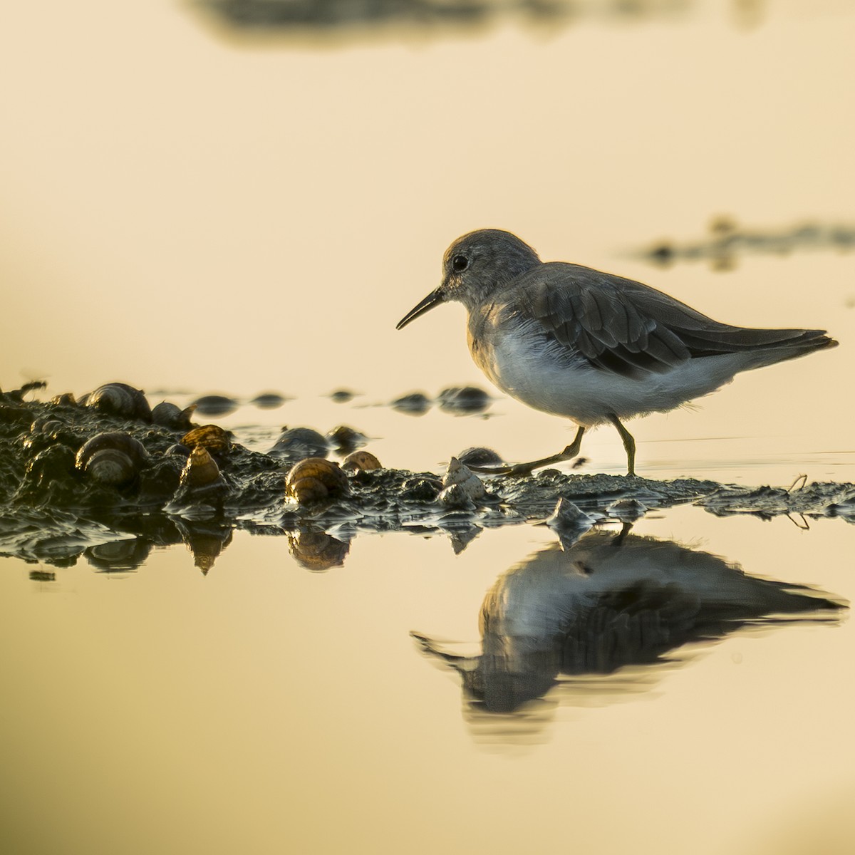 Bécasseau de Temminck - ML644199291