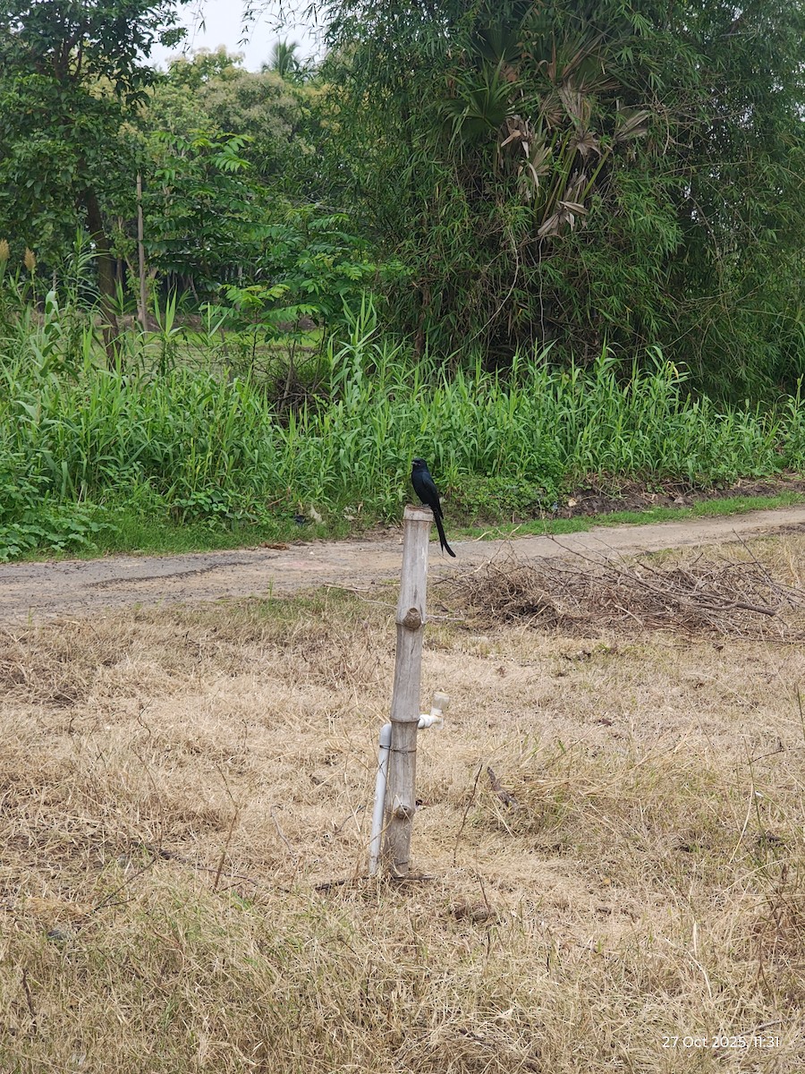 Black Drongo - ML644199301