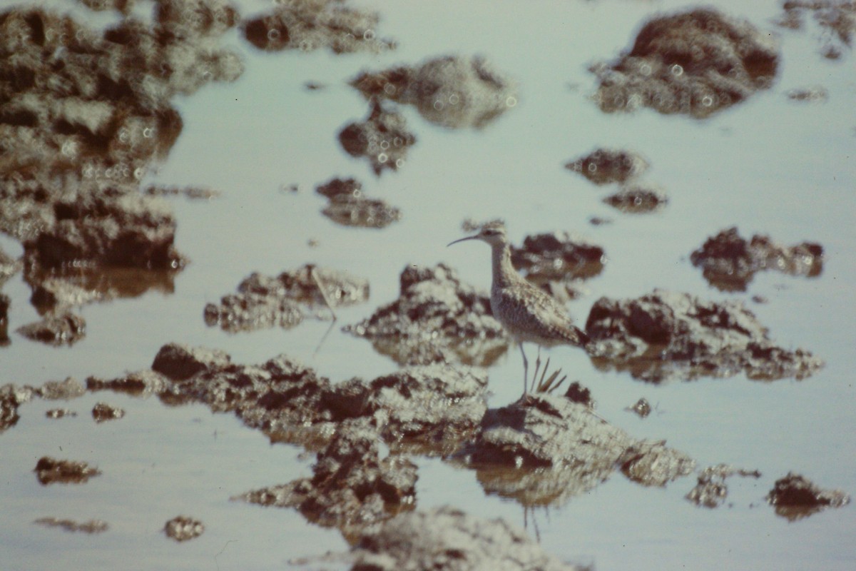 コシャクシギ - ML644199307