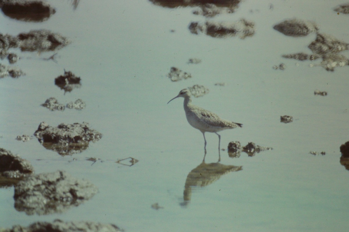 コシャクシギ - ML644199308