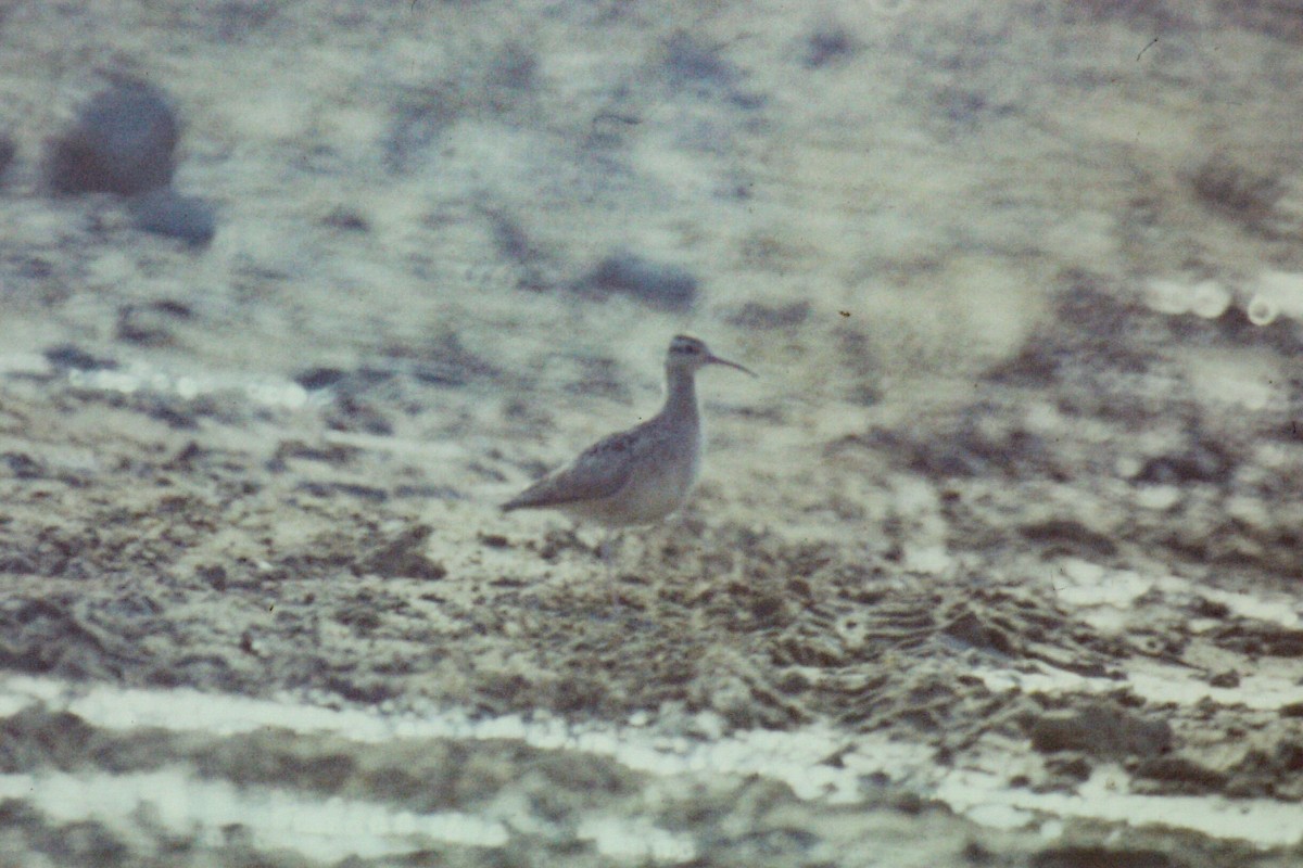 コシャクシギ - ML644199309