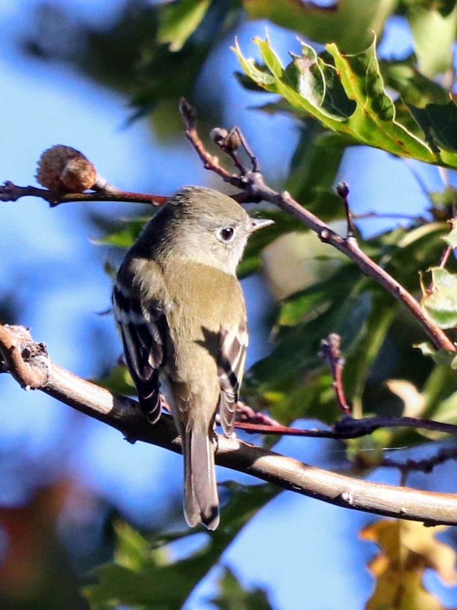Hammond's Flycatcher - ML644199313