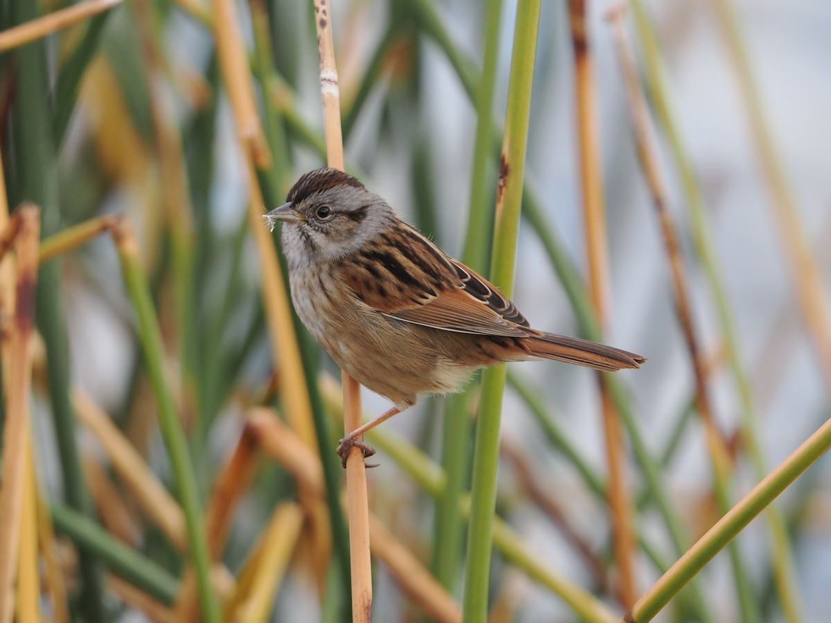 Swamp Sparrow - ML644199325