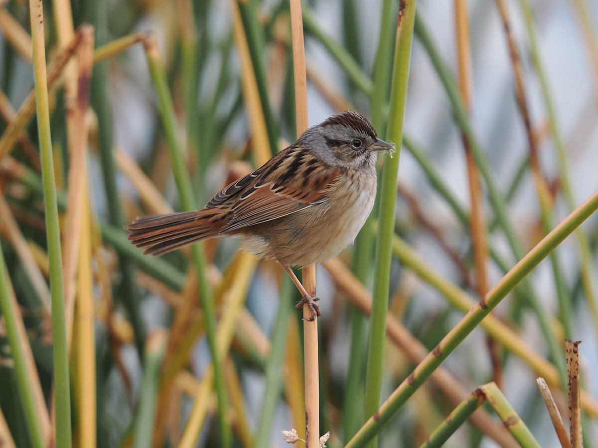Swamp Sparrow - ML644199326