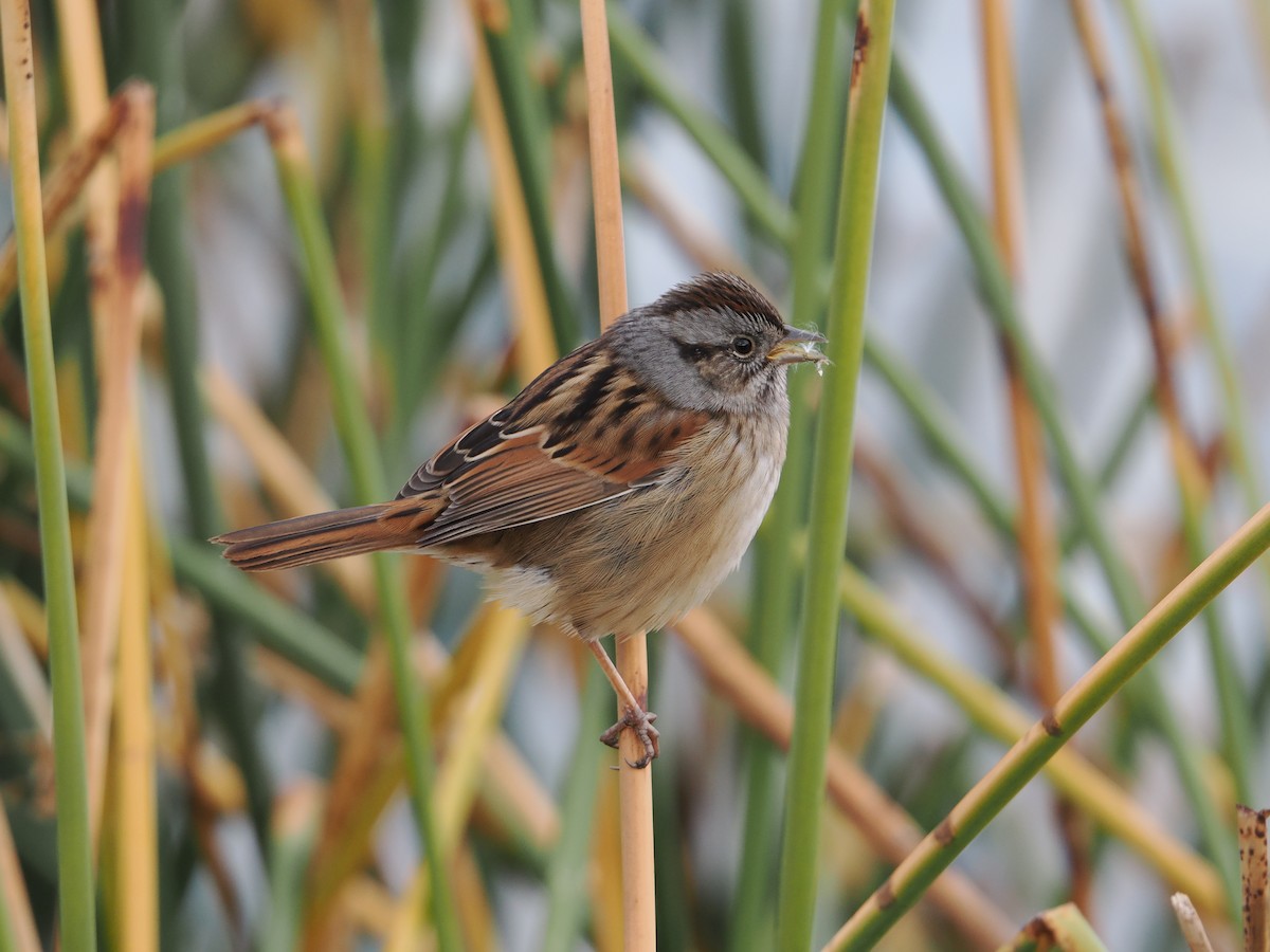 Swamp Sparrow - ML644199328