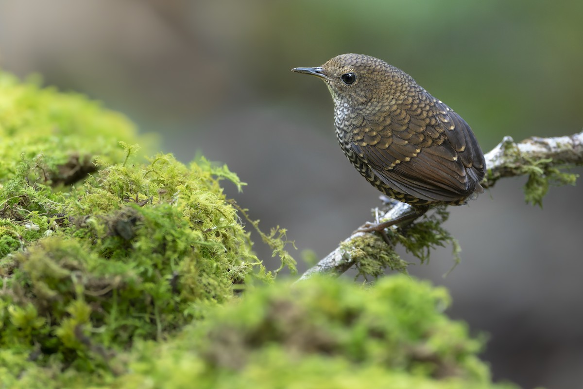 タカサゴミソサザイ - ML644199354