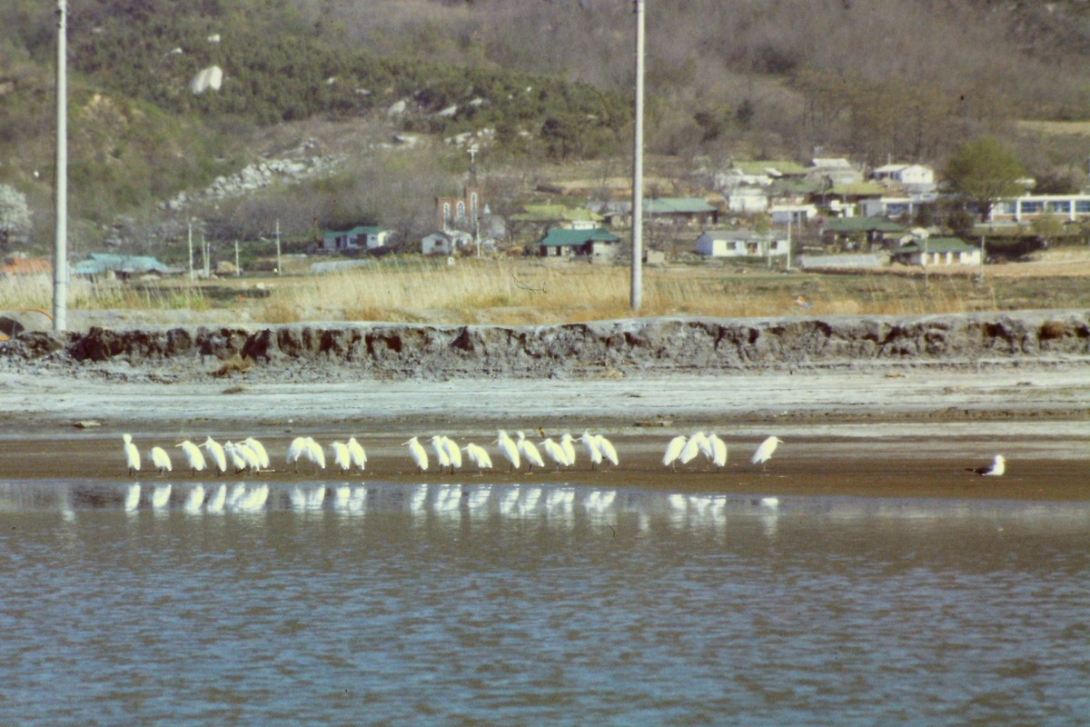 Chinese Egret - ML644199367