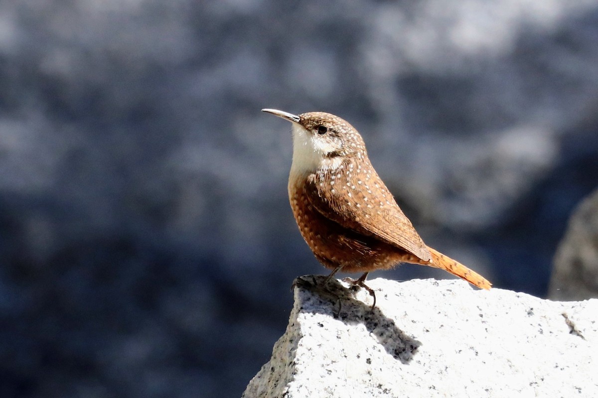 Canyon Wren - ML644199369