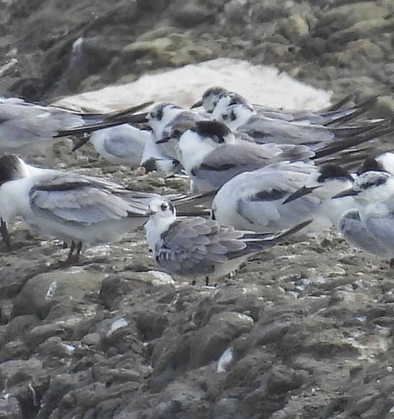 Guifette leucoptère - ML644199371