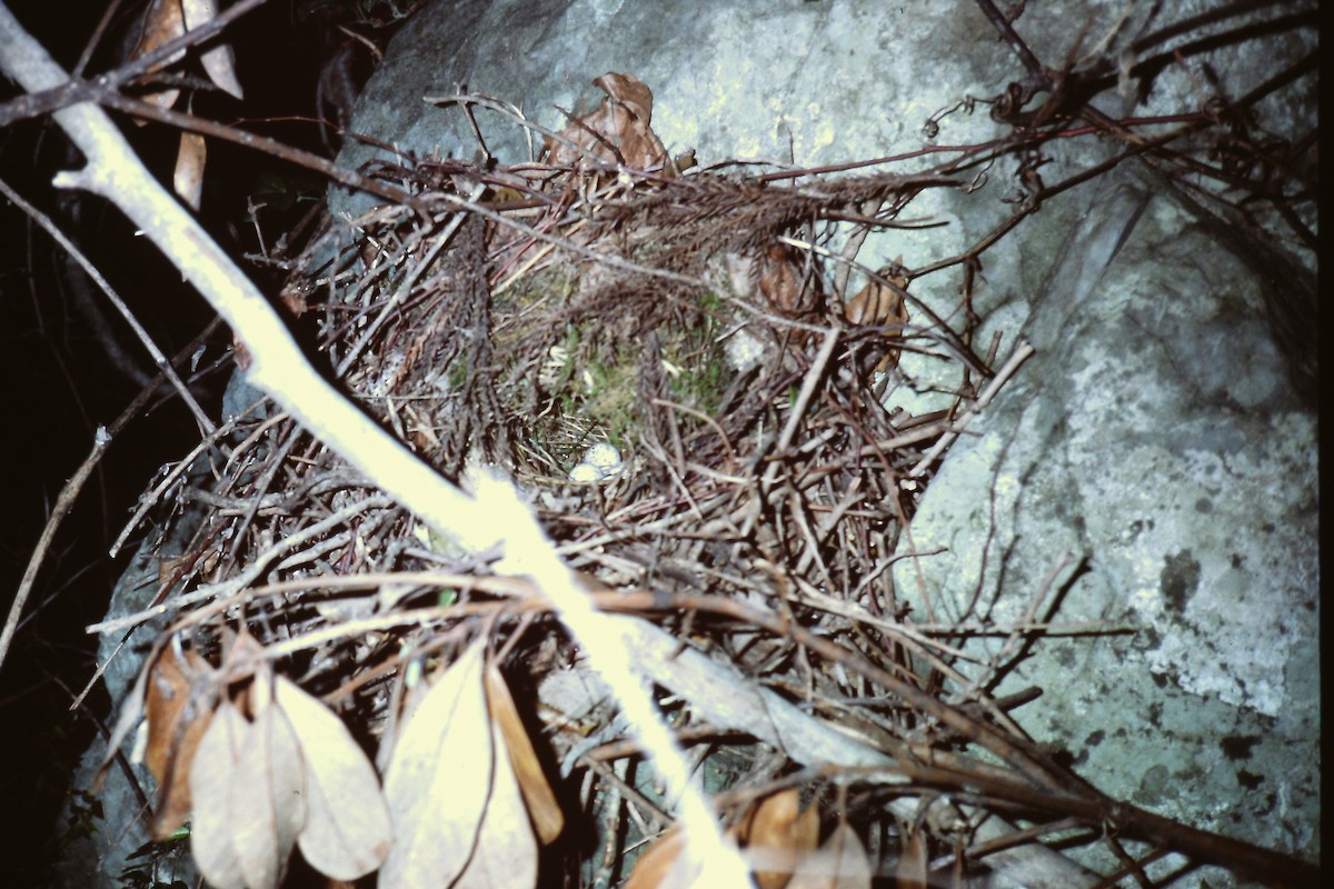 Fairy Pitta - ML644199401