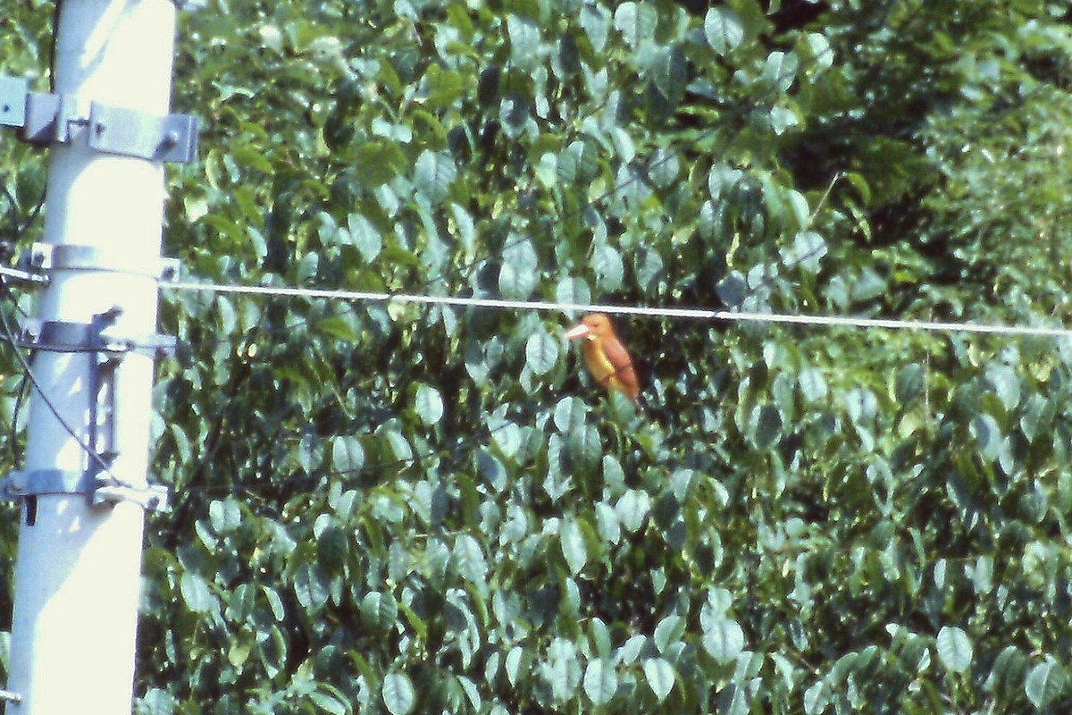 Ruddy Kingfisher - ML644199415