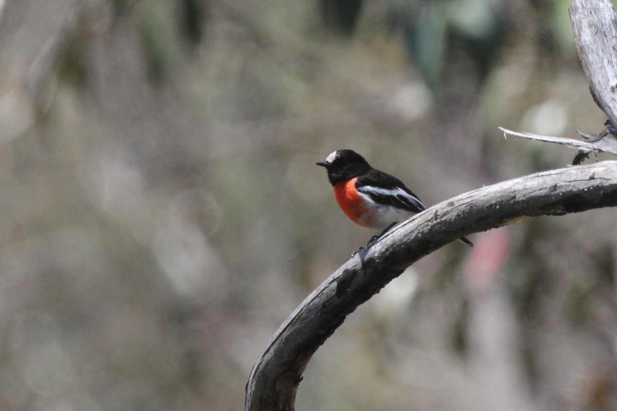 サンショクヒタキ - ML644199423