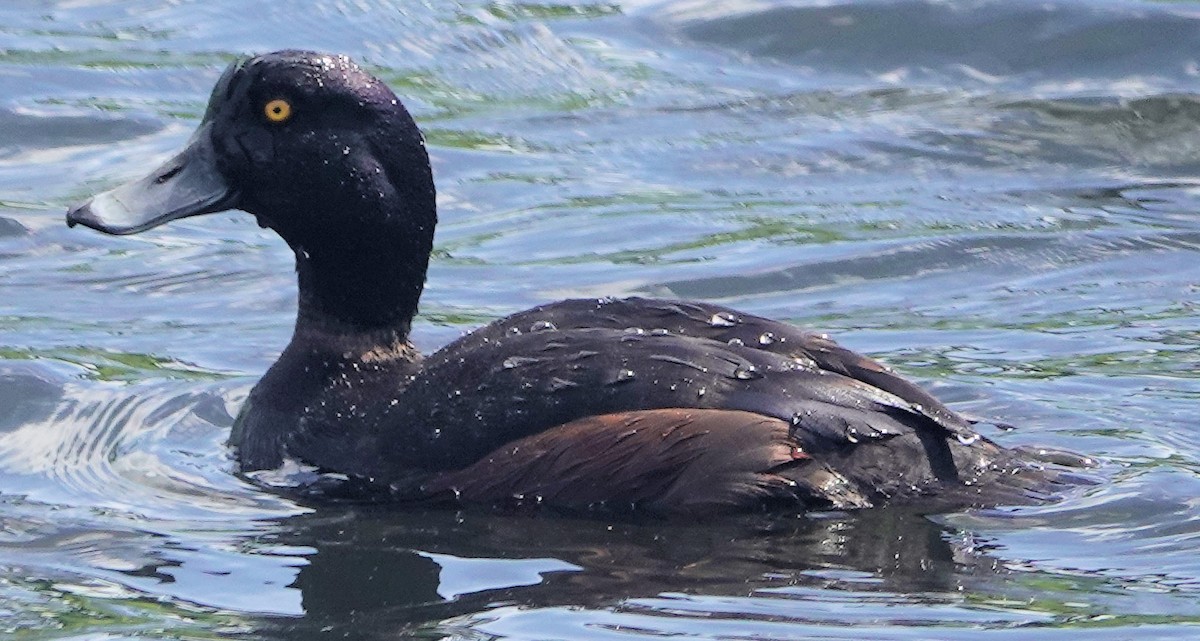 New Zealand Scaup - ML644199424
