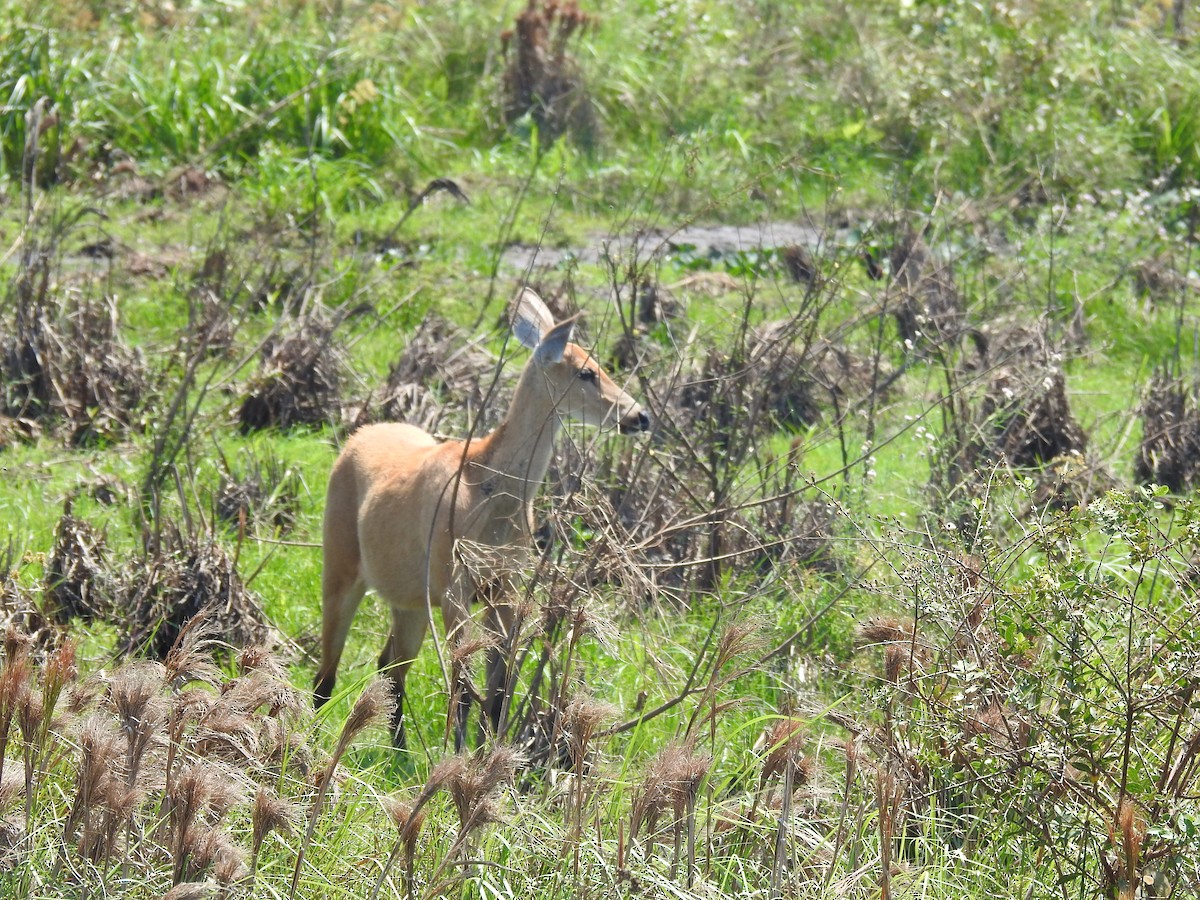 Marsh Deer - ML644199427
