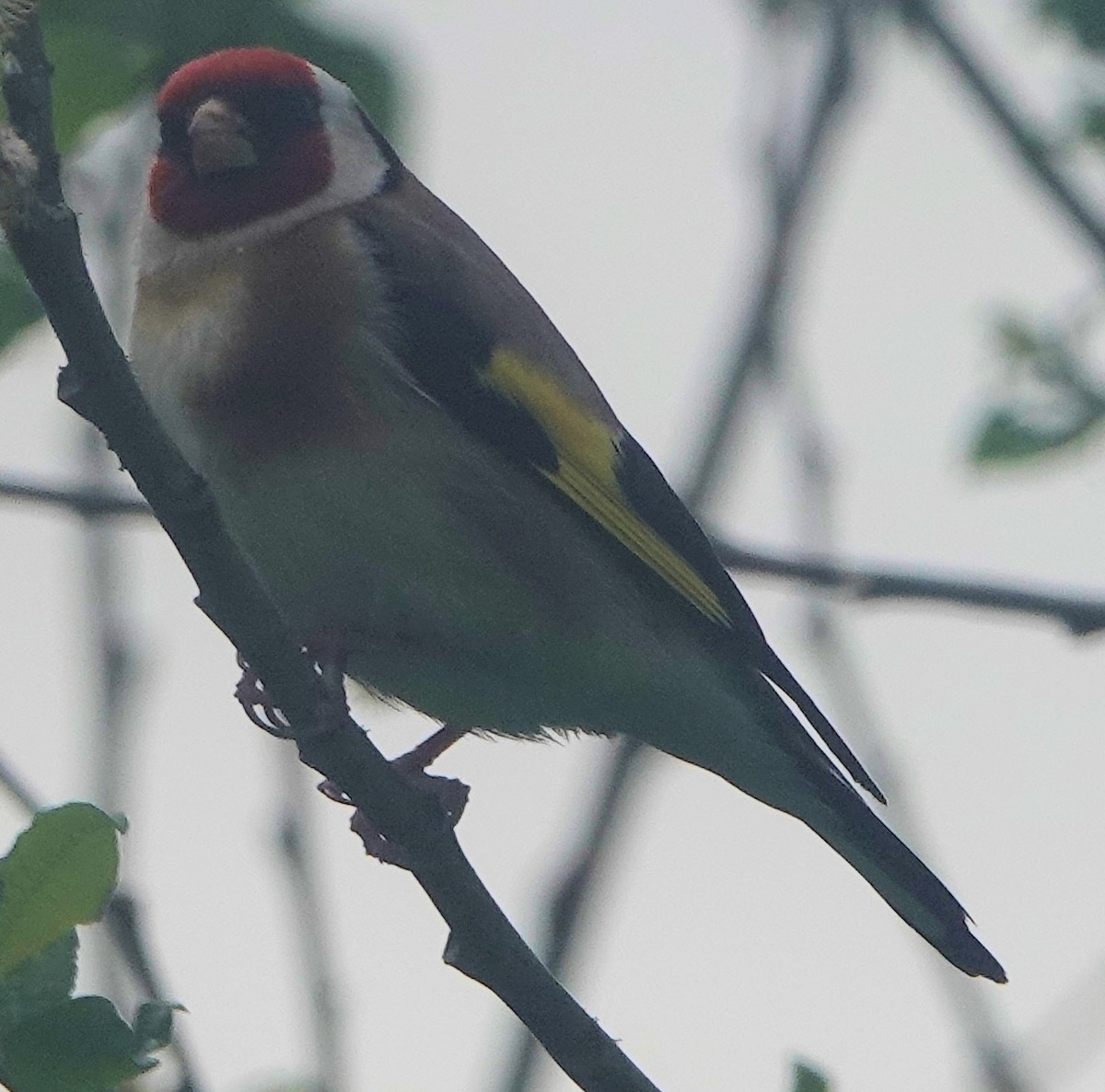 European Goldfinch - ML644199428