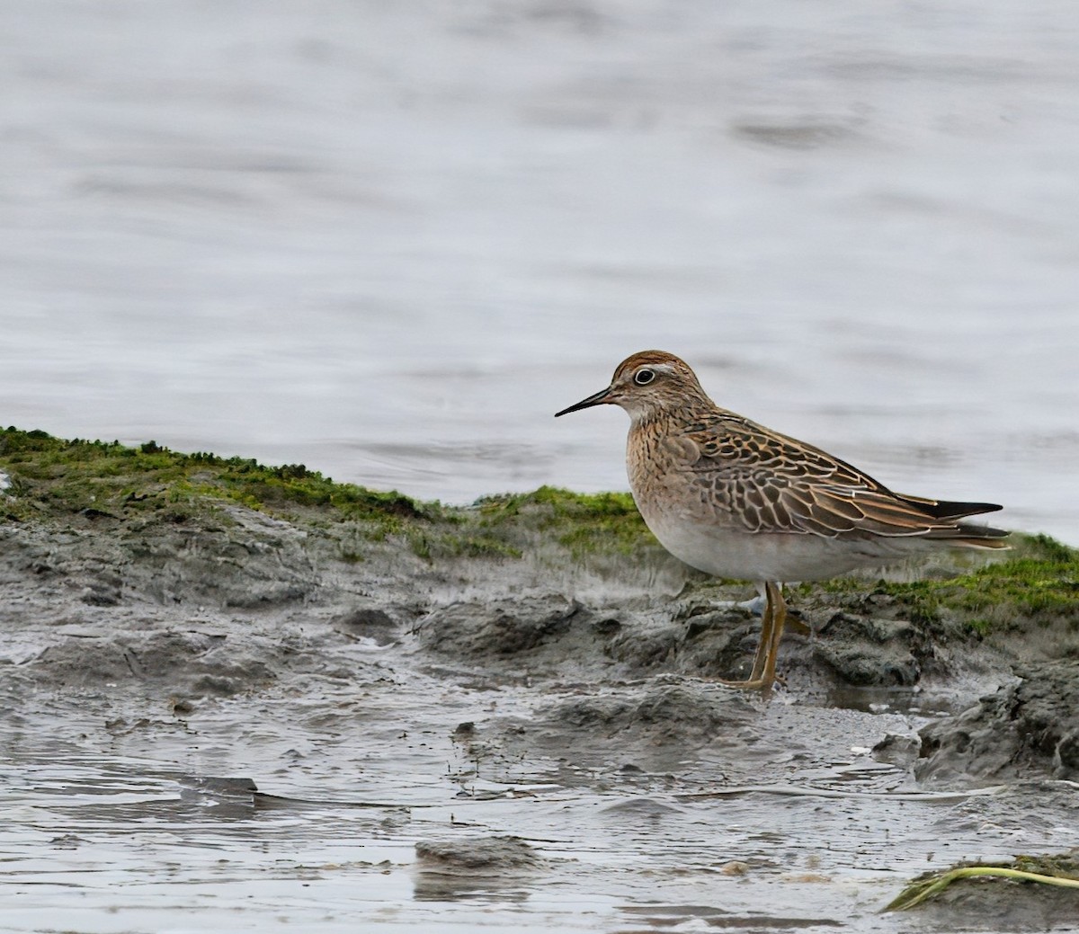 Sharp-tailed Sandpiper - ML644199430