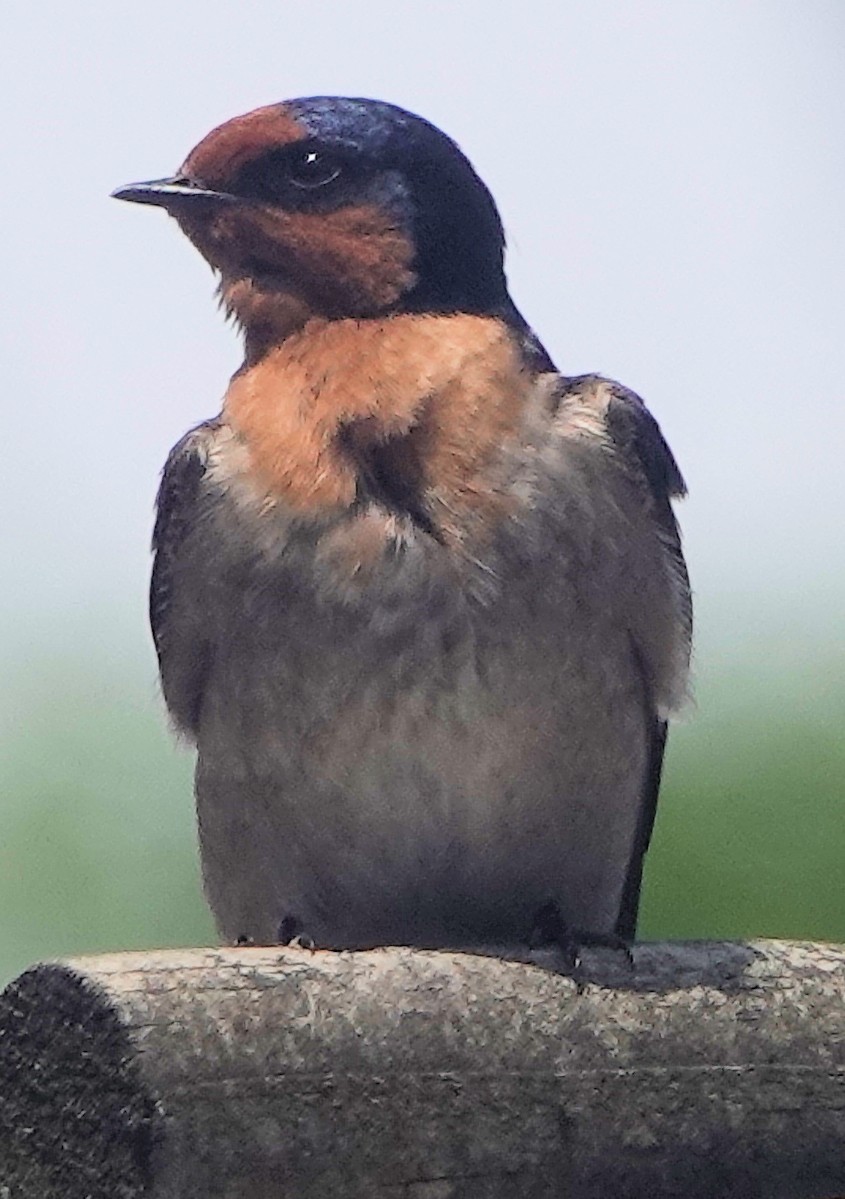 Welcome Swallow - ML644199452