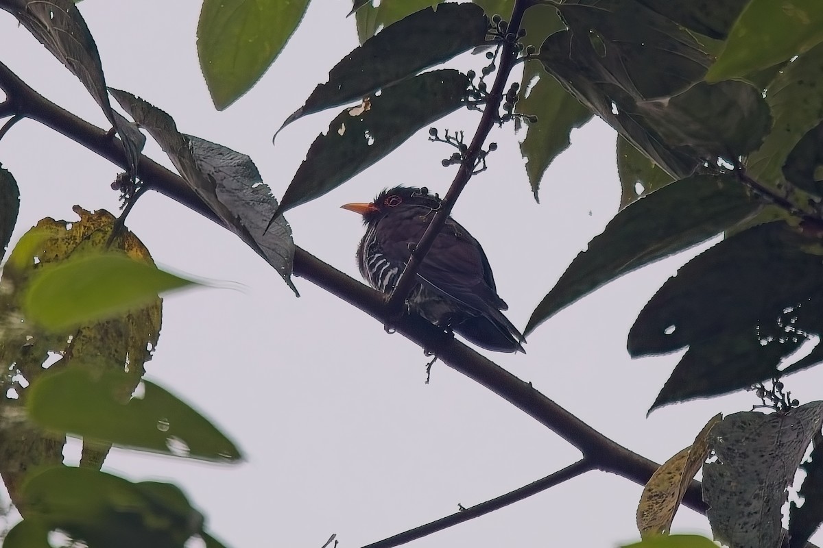 Violet Cuckoo - ML644199463