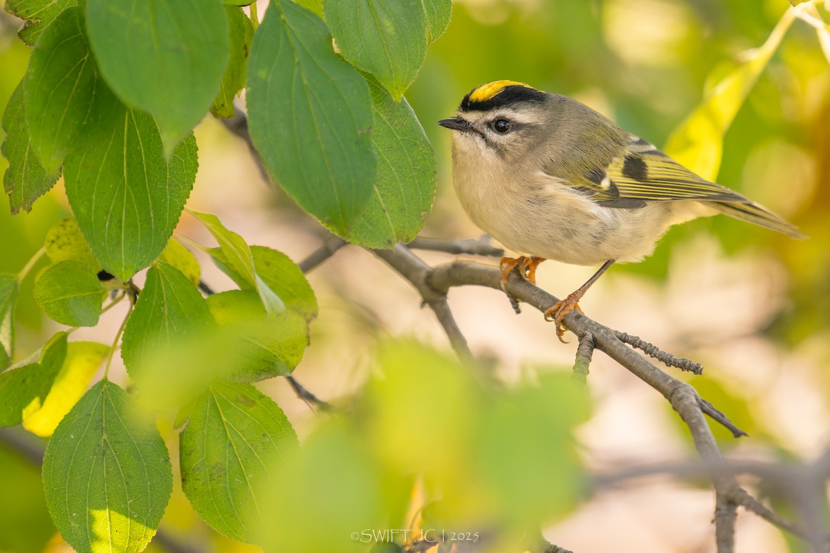 Erregetxo amerikarra - ML644199468