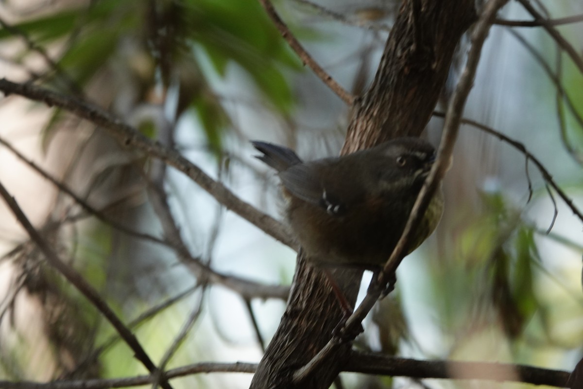 Tasmanian Scrubwren - ML644199475