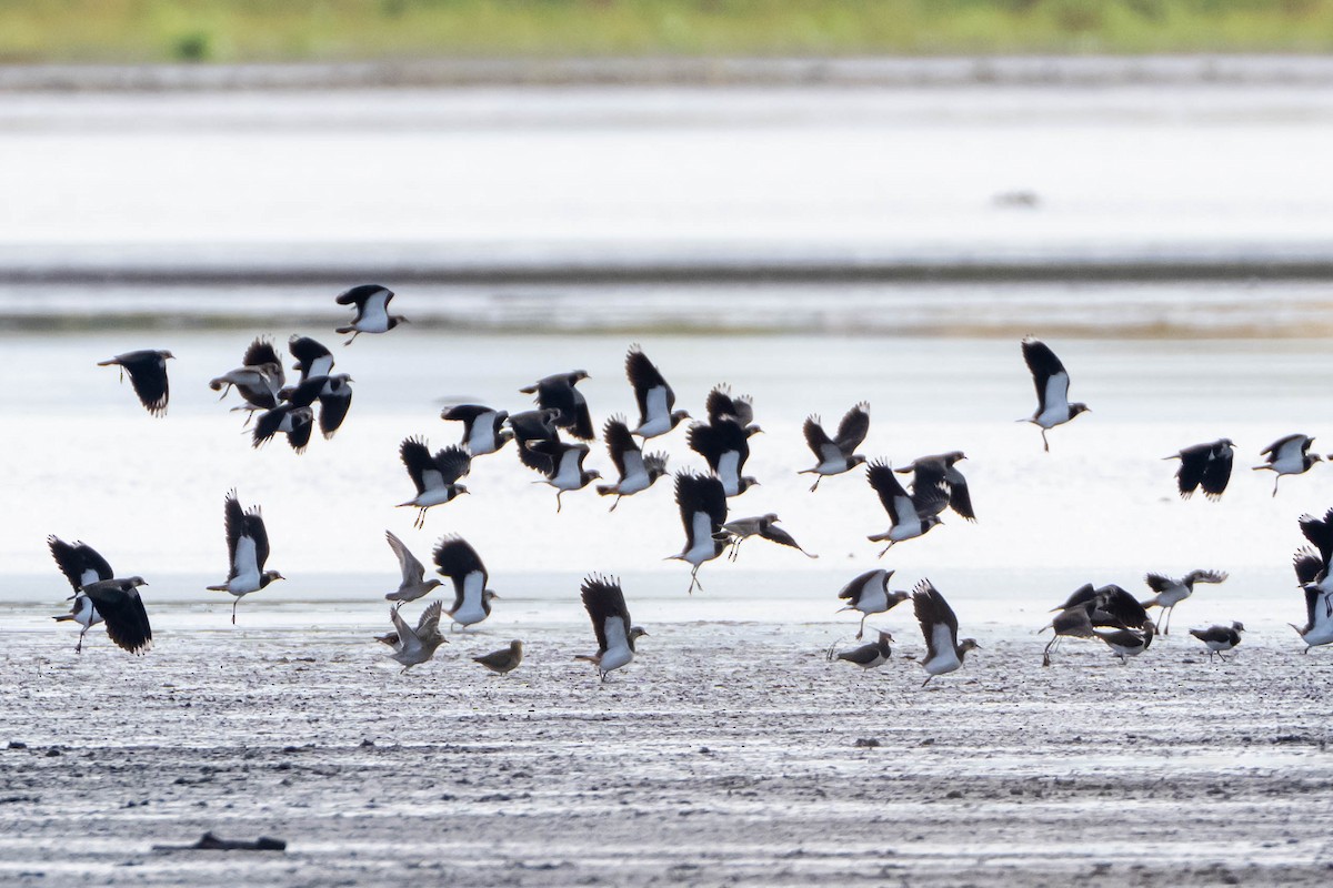 Азийн сүвээ цагаан - ML644199496