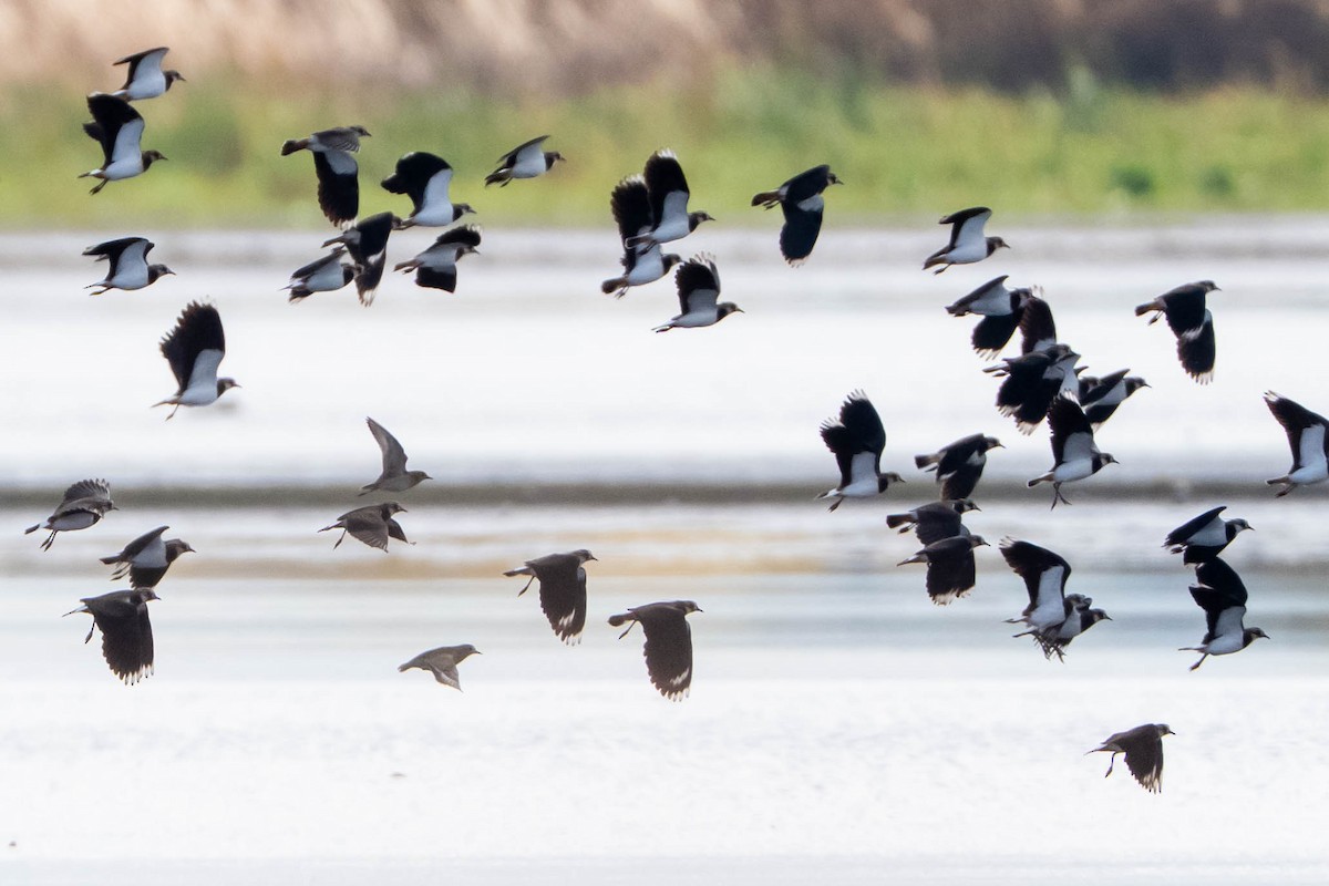 Азийн сүвээ цагаан - ML644199497