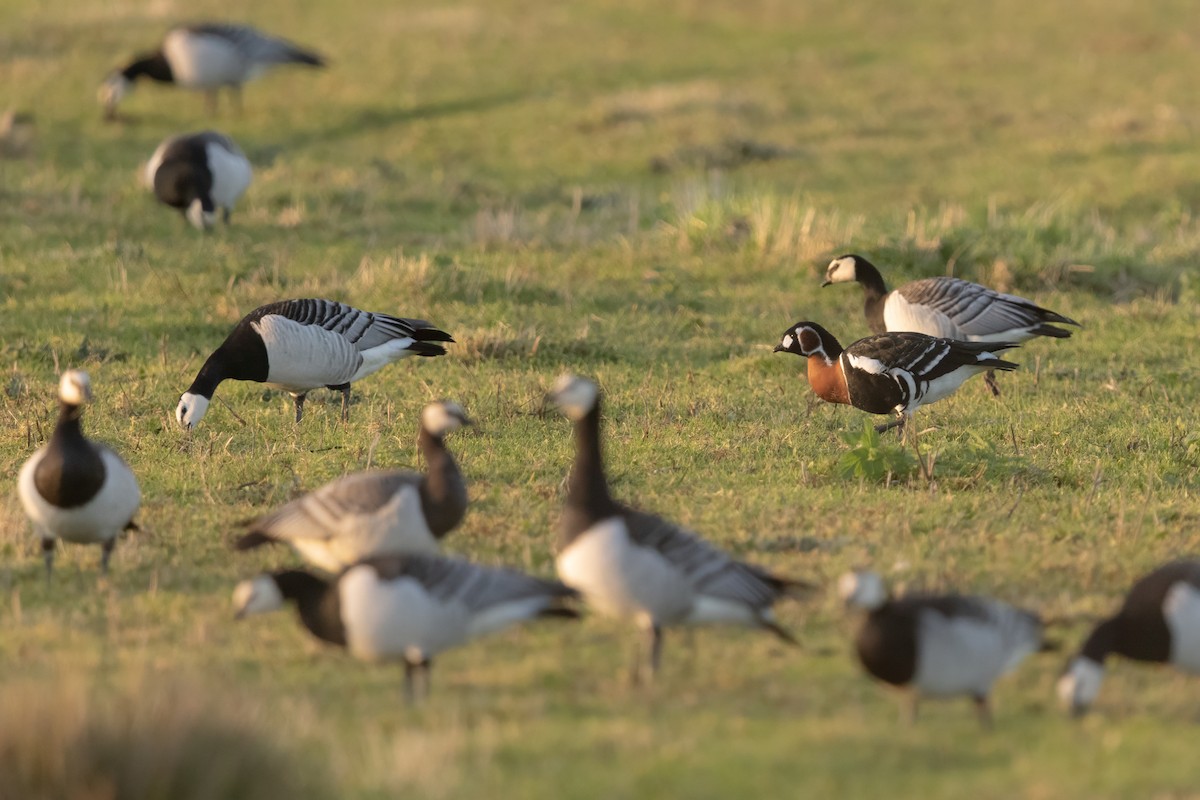 rødhalsgås - ML644199506