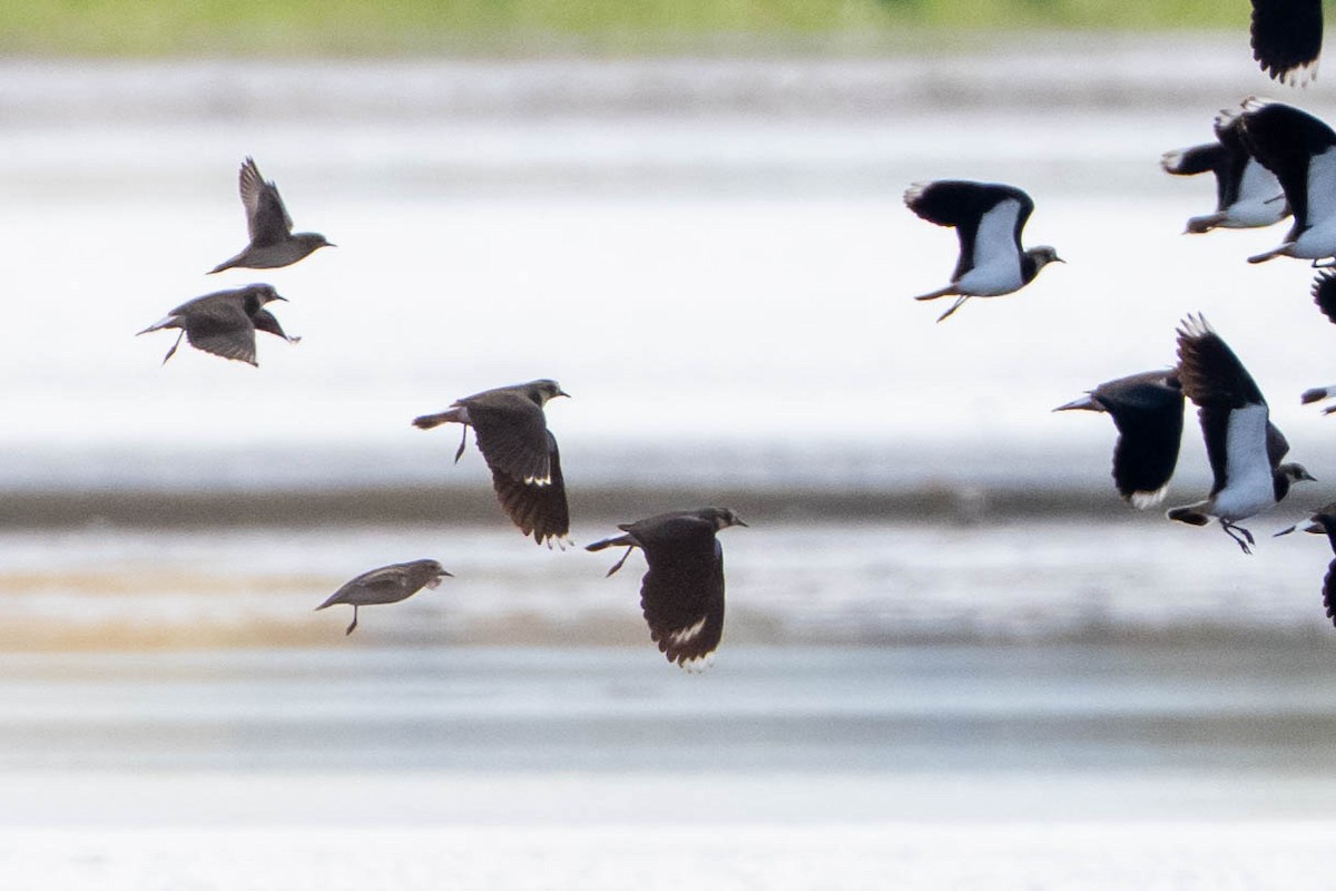 Азийн сүвээ цагаан - ML644199521