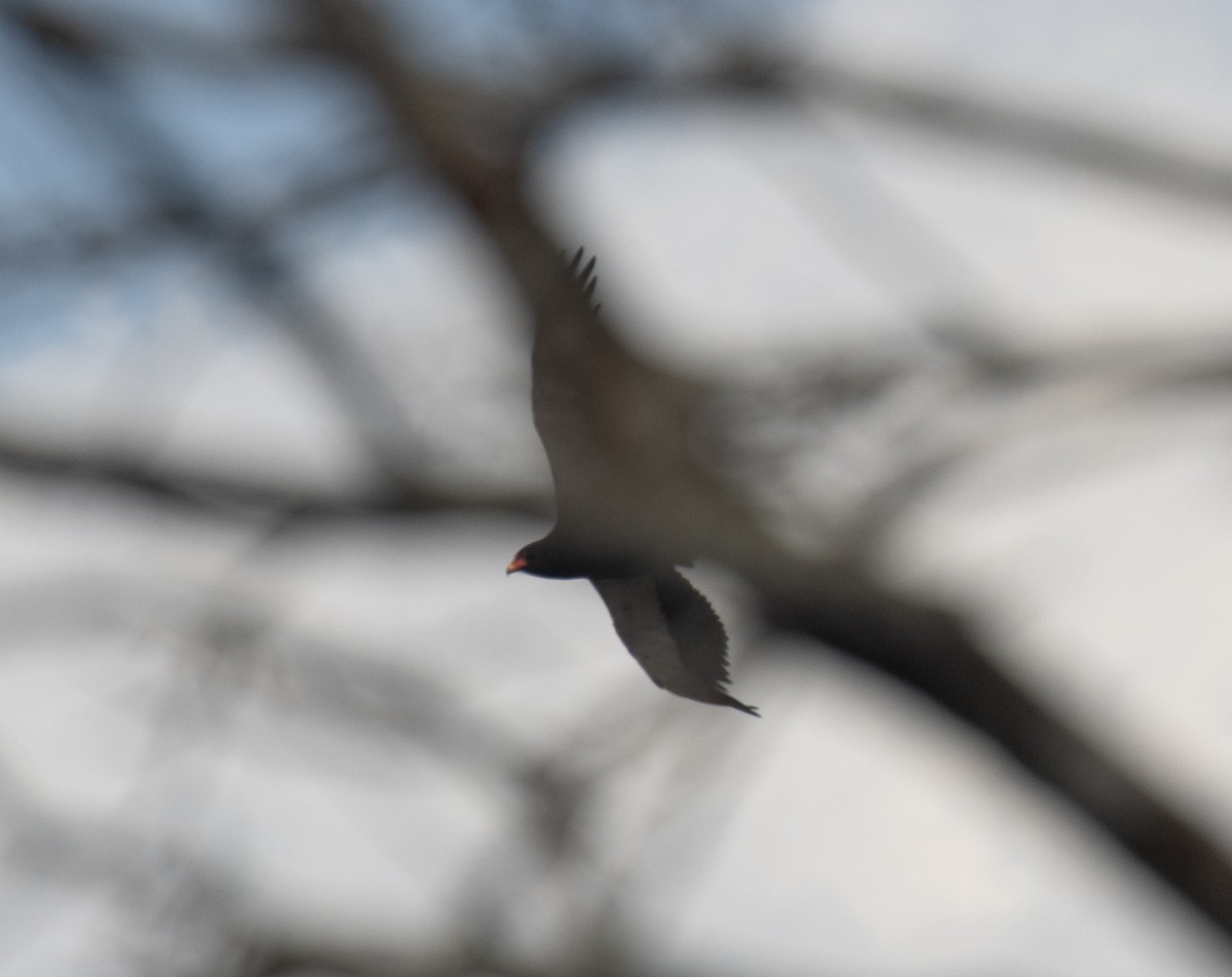 Bateleur des savanes - ML644199522