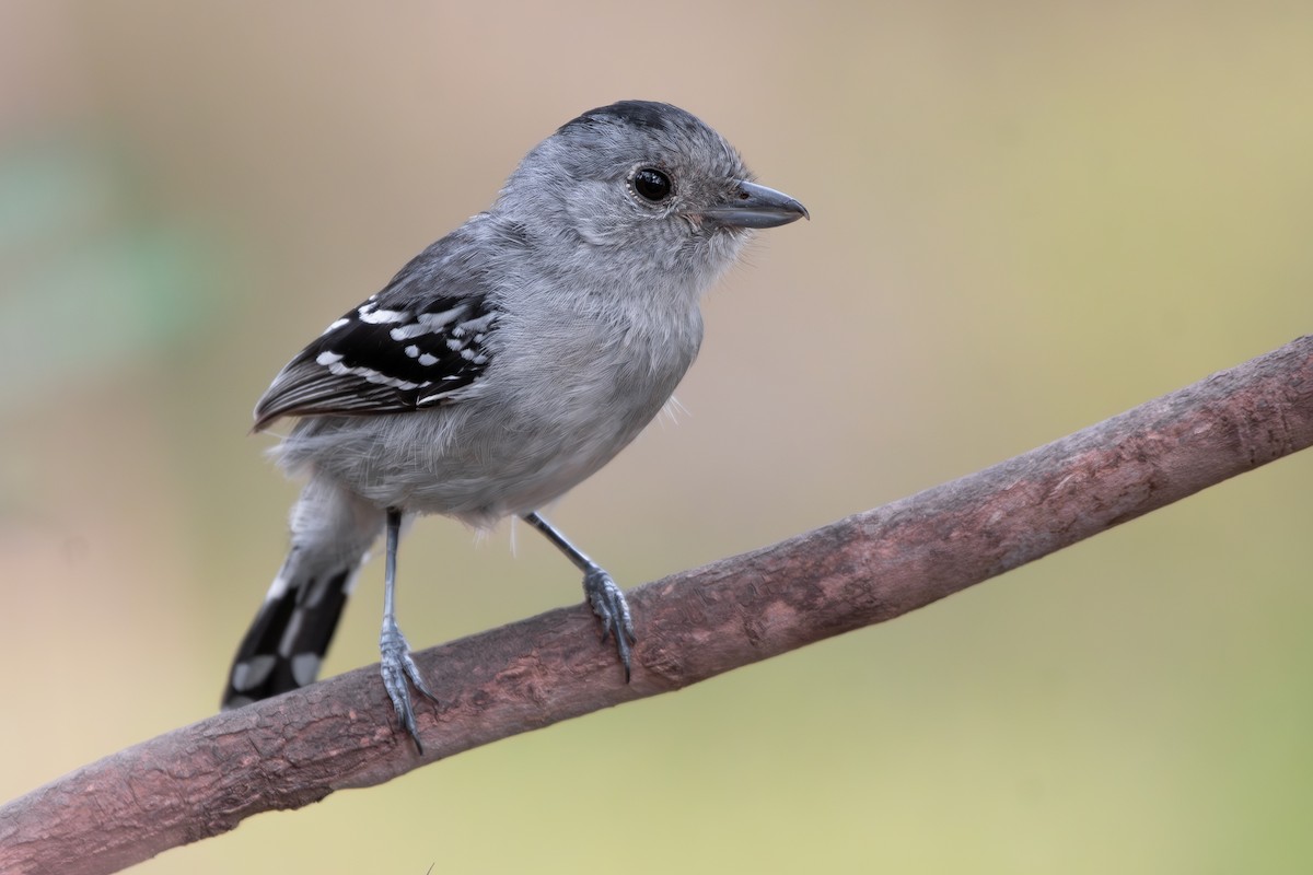 Batara de Pelzeln - ML644199535