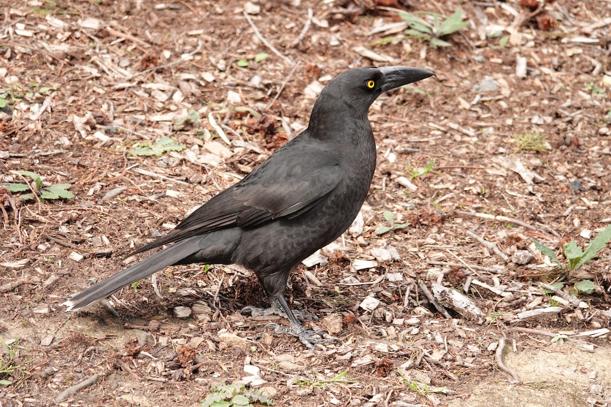 クロフエガラス - ML644199547