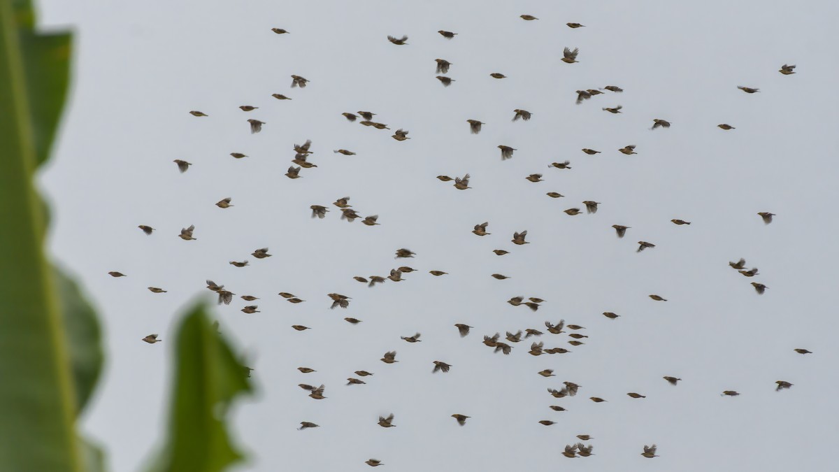 Baya Weaver - ML644199578